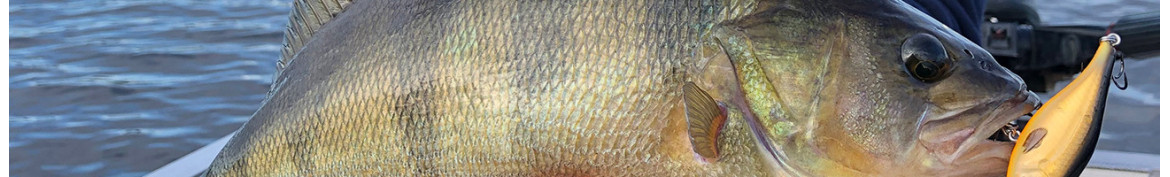 Nyheter - Fiskeprodukter - Se alla våra nya fiskeprylar online
